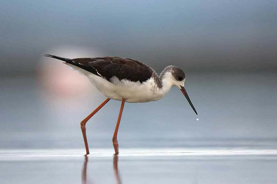 Black-winged Stilt in Water